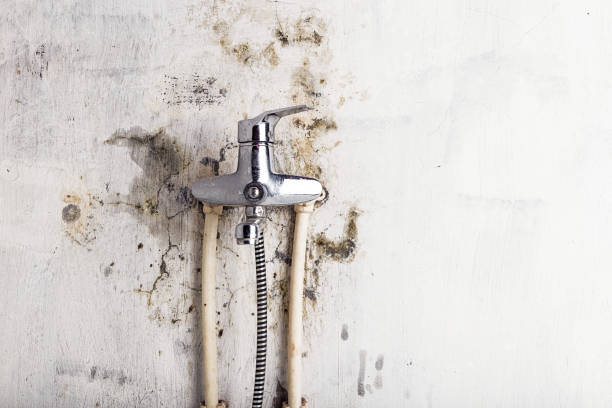 Best Home Mold Removal  in Niles, MI