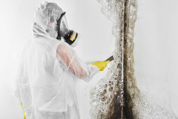 Best Attic Mold Removal  in Niles, MI