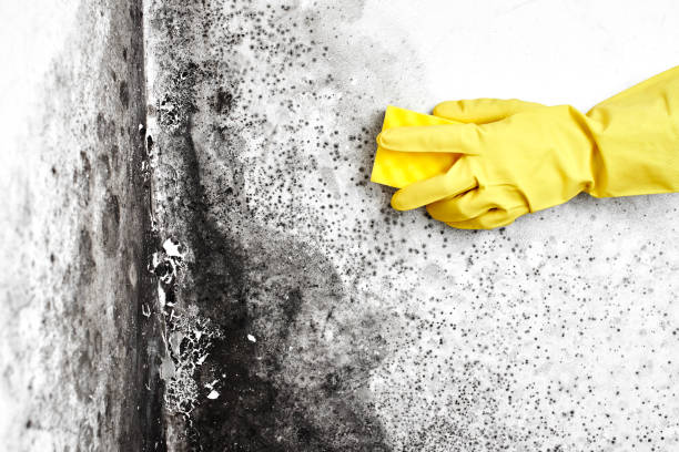 Best Commercial Mold Removal  in Niles, MI