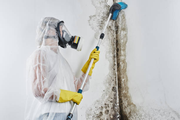 Best Toxic Mold Removal  in Niles, MI