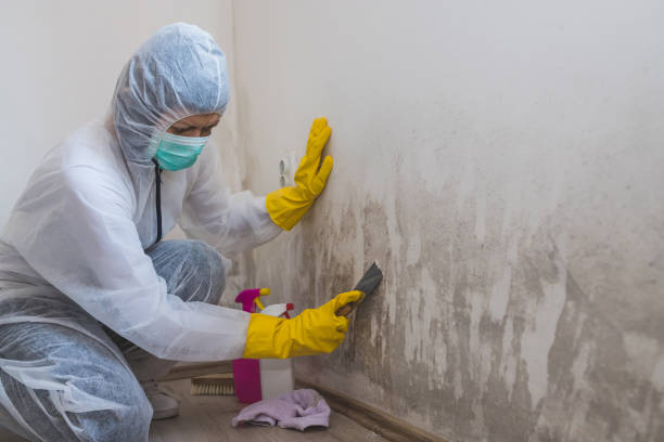 Mold Removal Process in Niles, MI