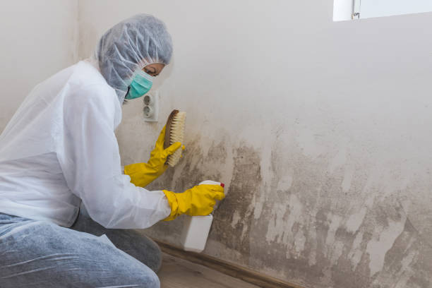 Mold Removal Process in Niles, MI
