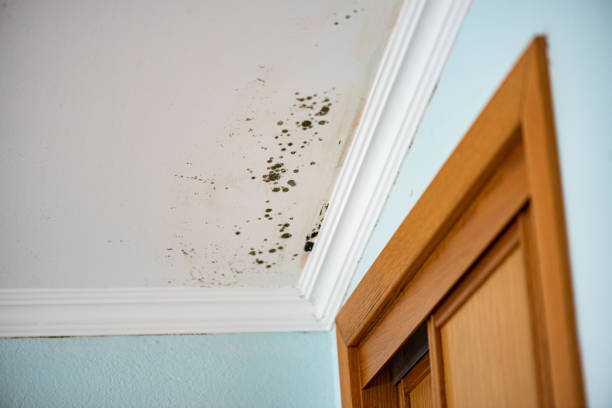 Best Local Mold Removal Service  in Niles, MI