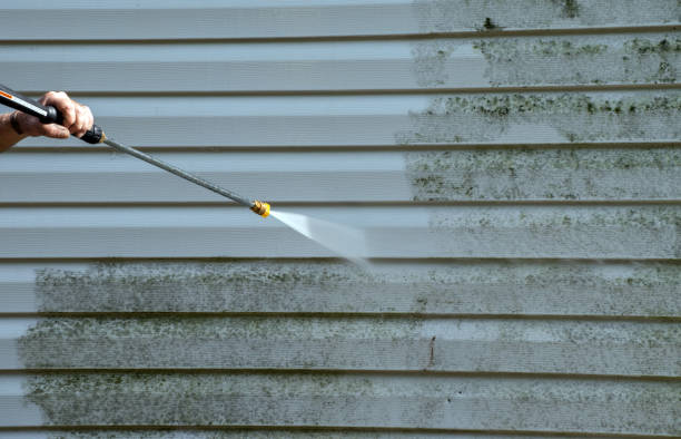 Best Mold Removal Process  in Niles, MI