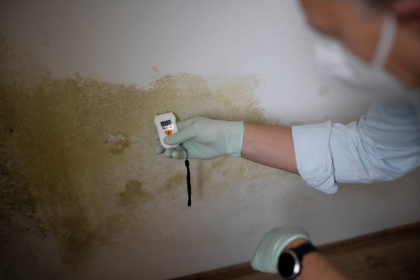 Best Mold Testing  in Niles, MI