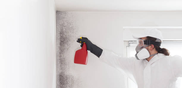 Best Best Mold Removal Companies  in Niles, MI