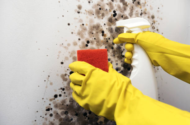 Best Crawl Space Mold Removal  in Niles, MI
