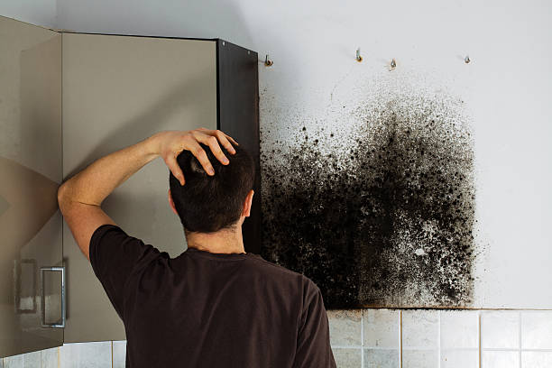 Best Black Mold Removal  in Niles, MI